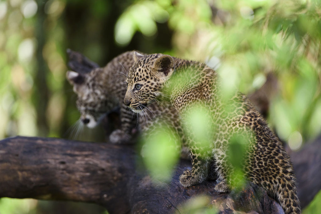 Leopardin, genannt „Bahati“ in der vorangegangen Serie vom März am Riss und jetzt im November mit ihren beiden, ca. 10 Wochen alten Babys. @ by Uwe Skrzypczak