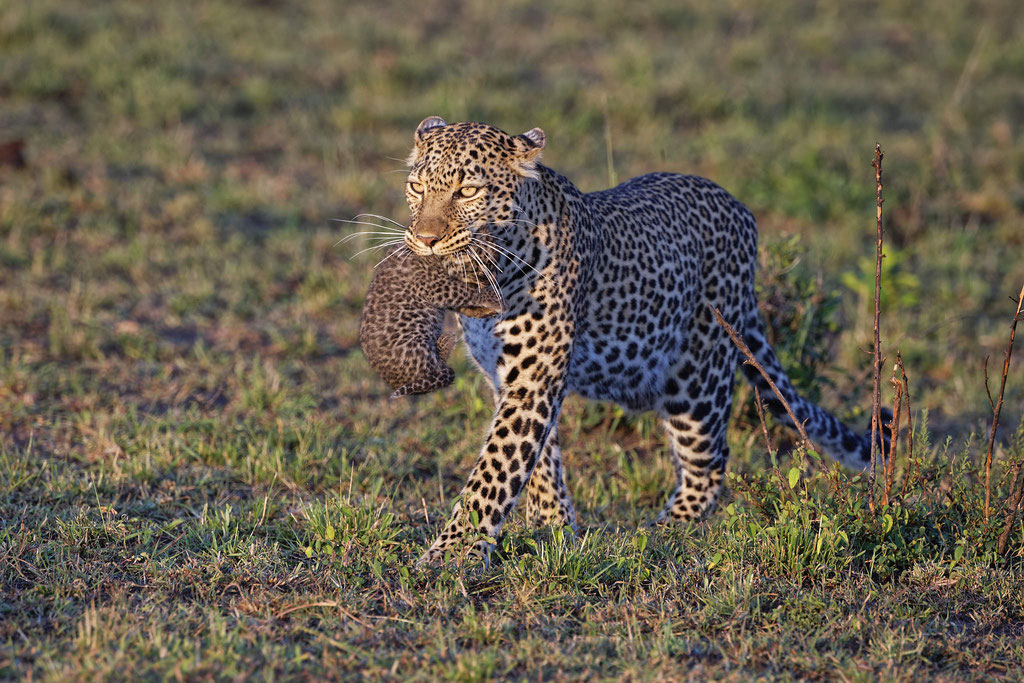 Leopard und Baby Masai Mara 