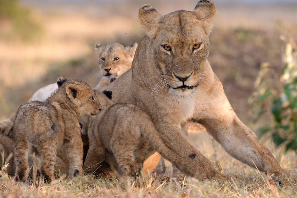 Löwenbabys Masai Mara - fotografiert Fotosafari Uwe Skrzypczak 