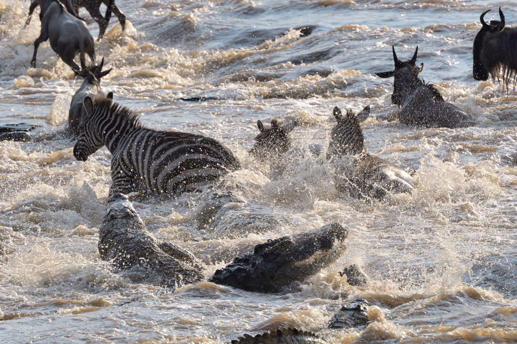 Zebra Crossing Masai Mara Kenia, fotografiert Uwe Skrzypczak