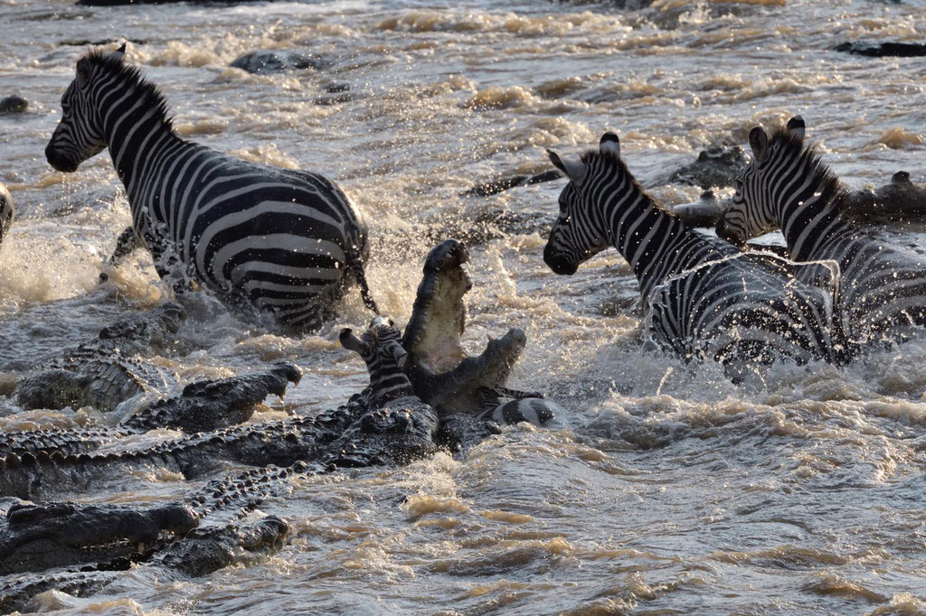 Zebra Crossing Masai Mara Kenia, fotografiert Uwe Skrzypczak