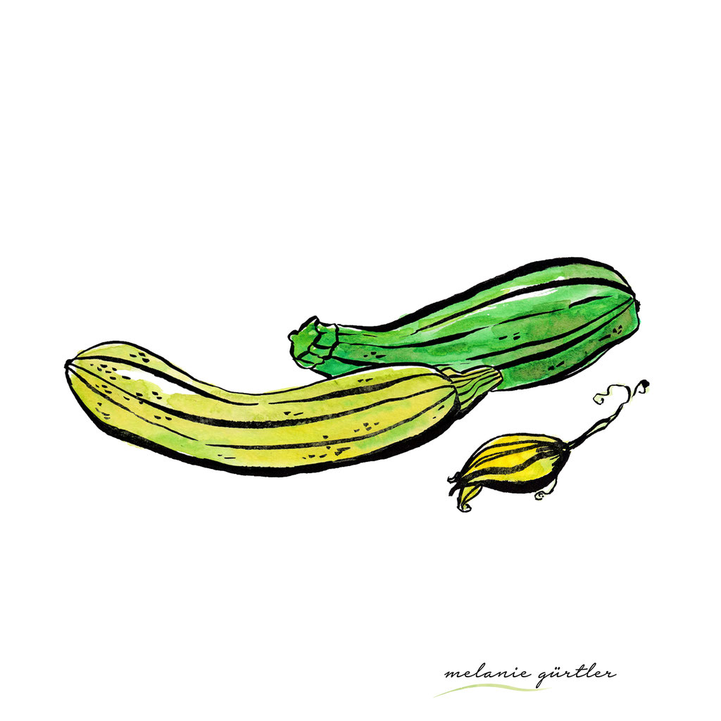 Foodillustration Watercolor Aquarell - Zucchini