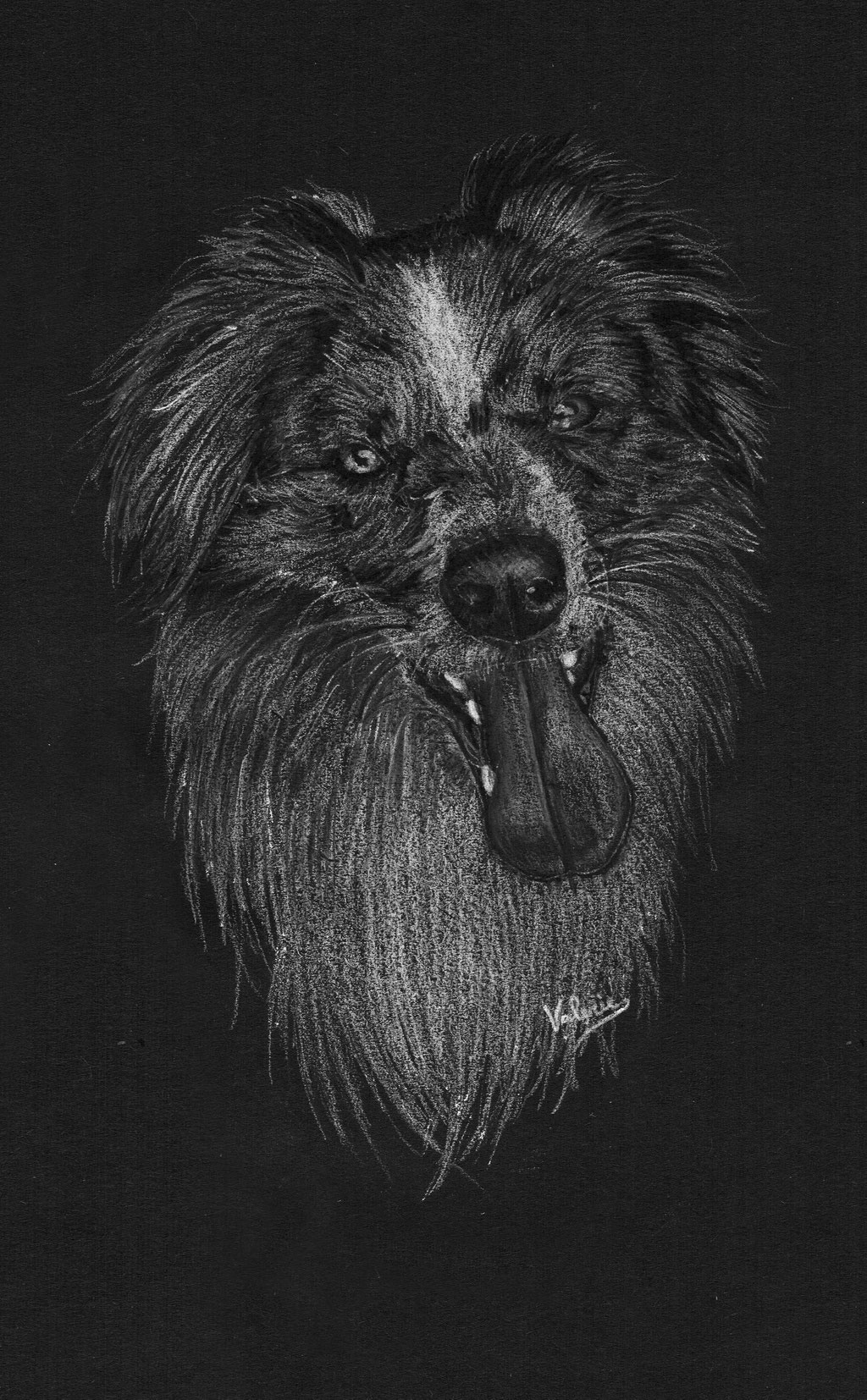 Dierenportret border collie: Wit potlood en houtskool op zwart papier (2017)