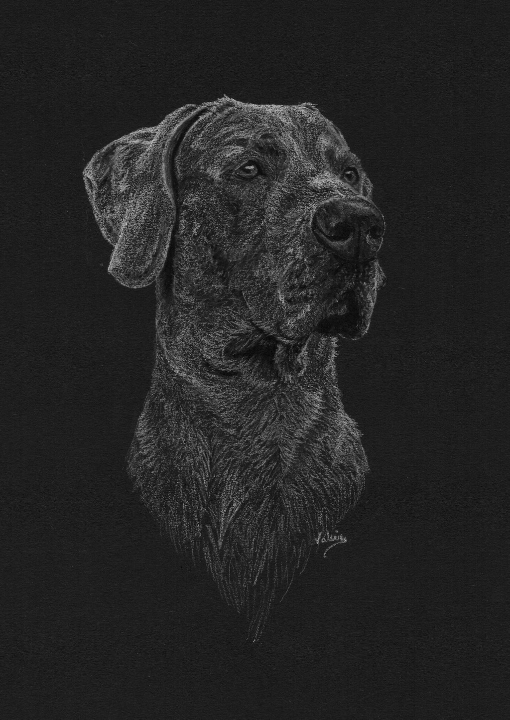 Dierenportret duitse dog: Wit potlood op zwart papier (2018)