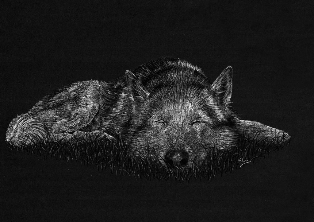 Dierenportret husky: Wit potlood en houtskool op zwart papier (2020)