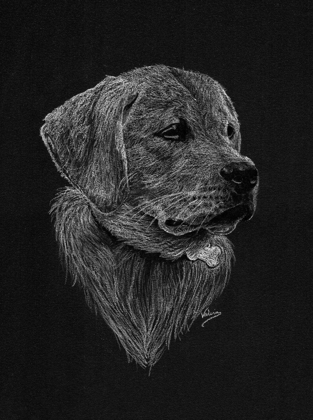  Dierenportret labrador retriever puppy: Wit potlood op zwart papier (2023)