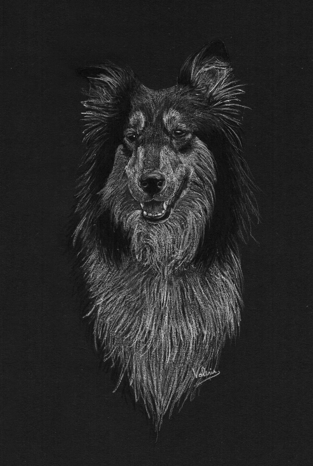 Dierenportret collie: Wit potlood en houtskool op zwart papier (2017)