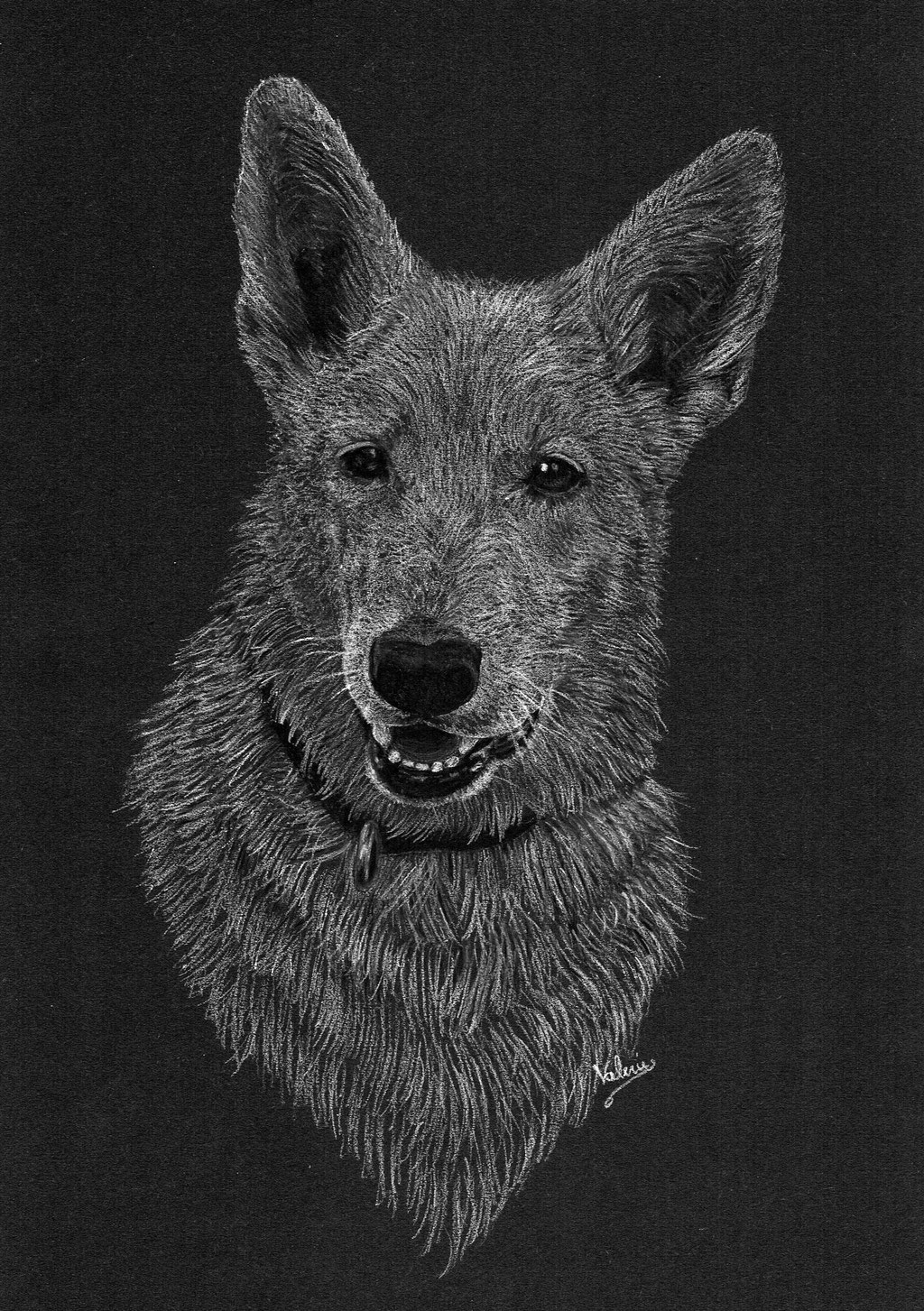Dierenportret zwitserse witte herder: Wit potlood en houtskool op zwart papier (2016)