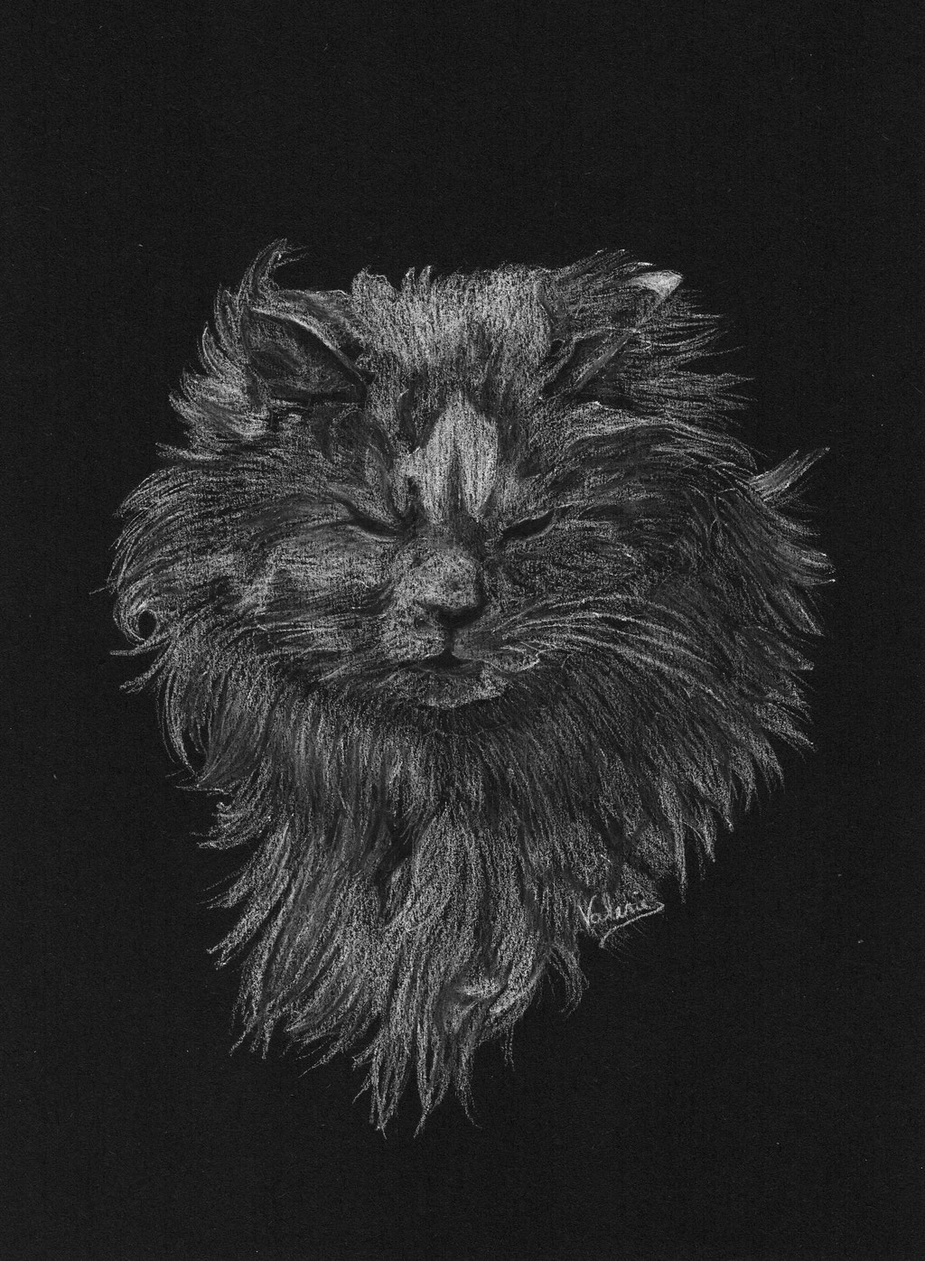  Dierenportret Heilige Birmaan: Wit potlood op zwart papier (2017)