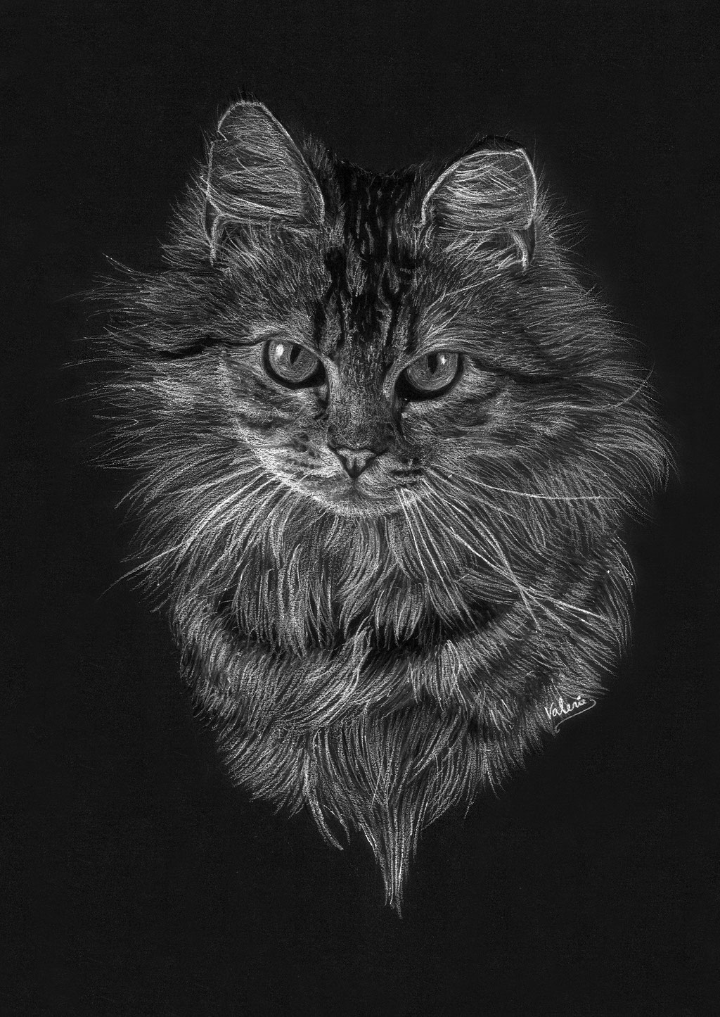 Dierenportret tijgerkat: Wit pastelpotlood en houtskool op zwart papier (2016)