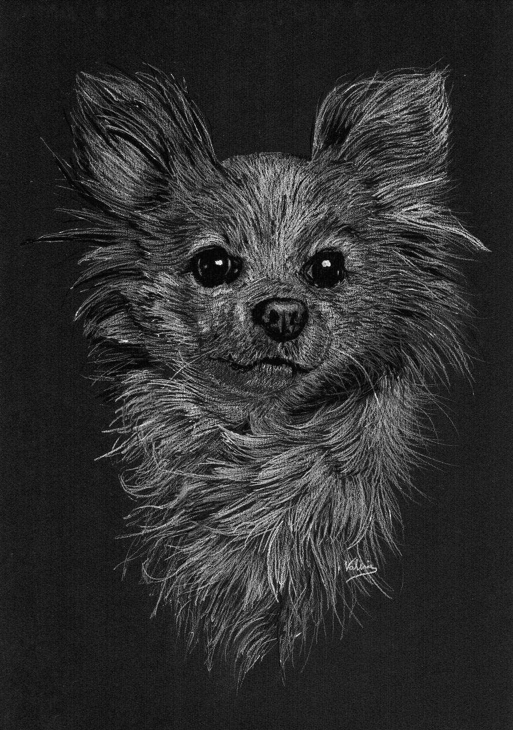 Dierenportret chihuahua: Wit potlood en houtskool op zwart papier (2022)