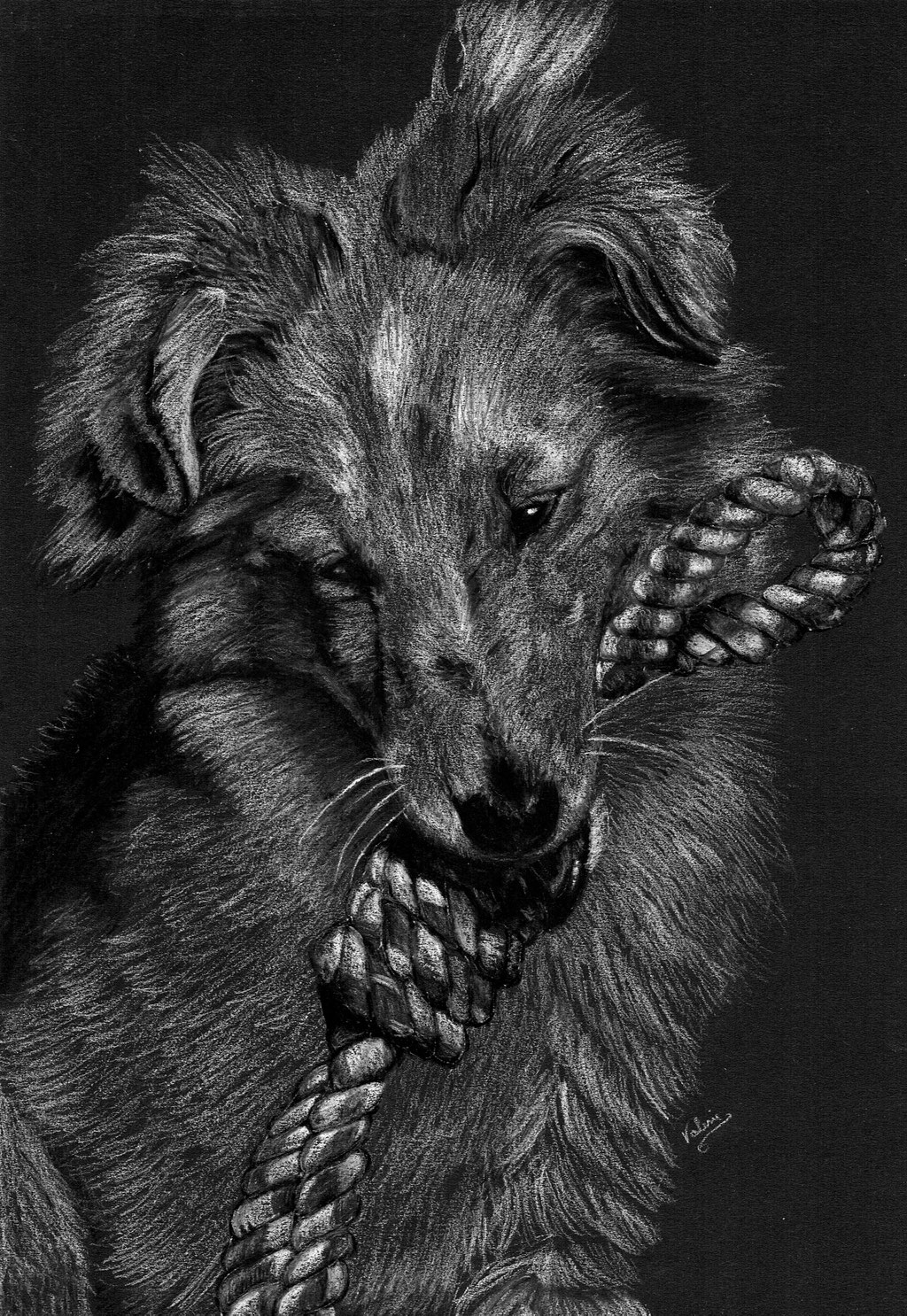 Dierenportret schotse collie met koord: Wit potlood en houtskool op zwart papier (2021)