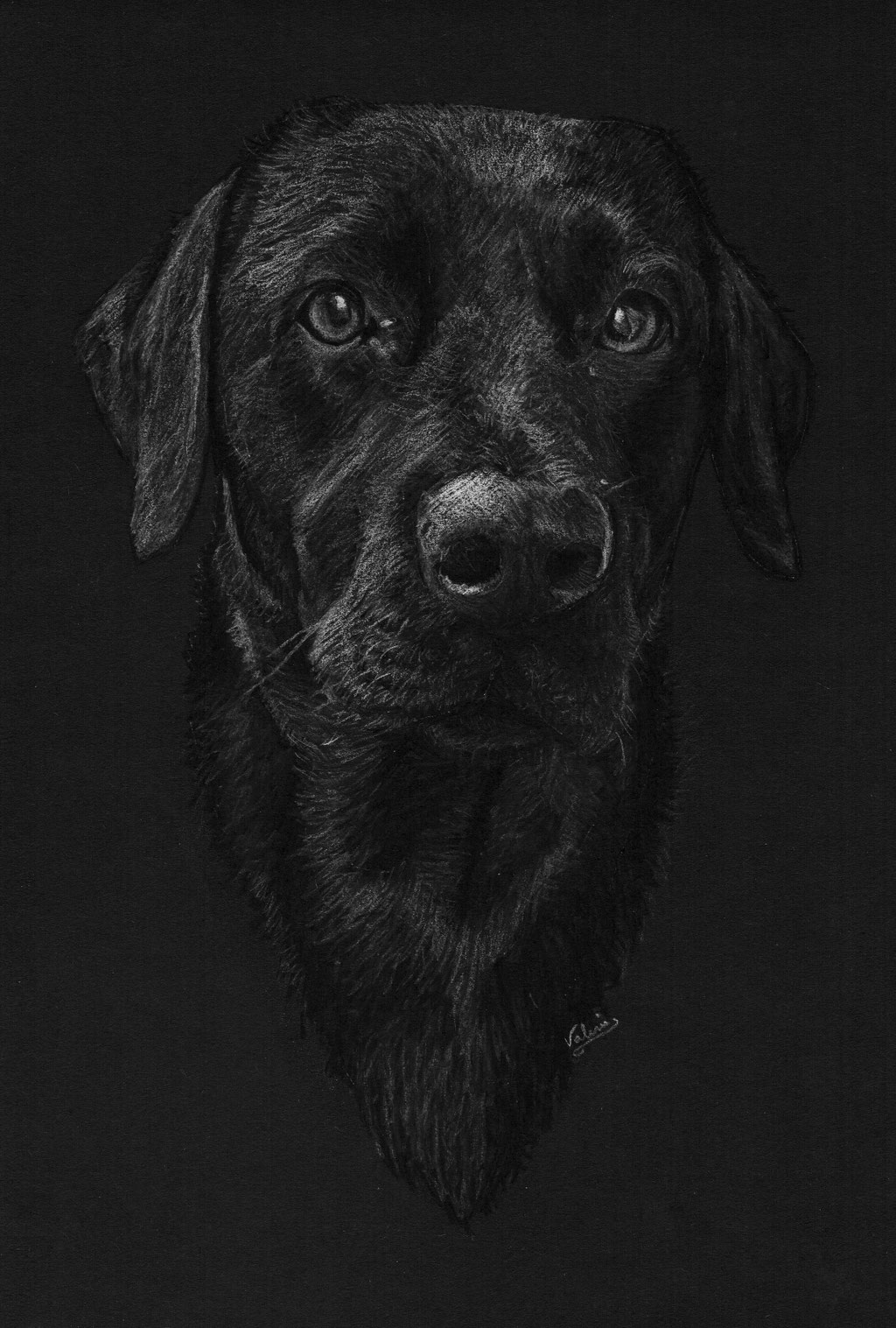  Dierenportret labrador retriever: Wit potlood op zwart papier (2017)
