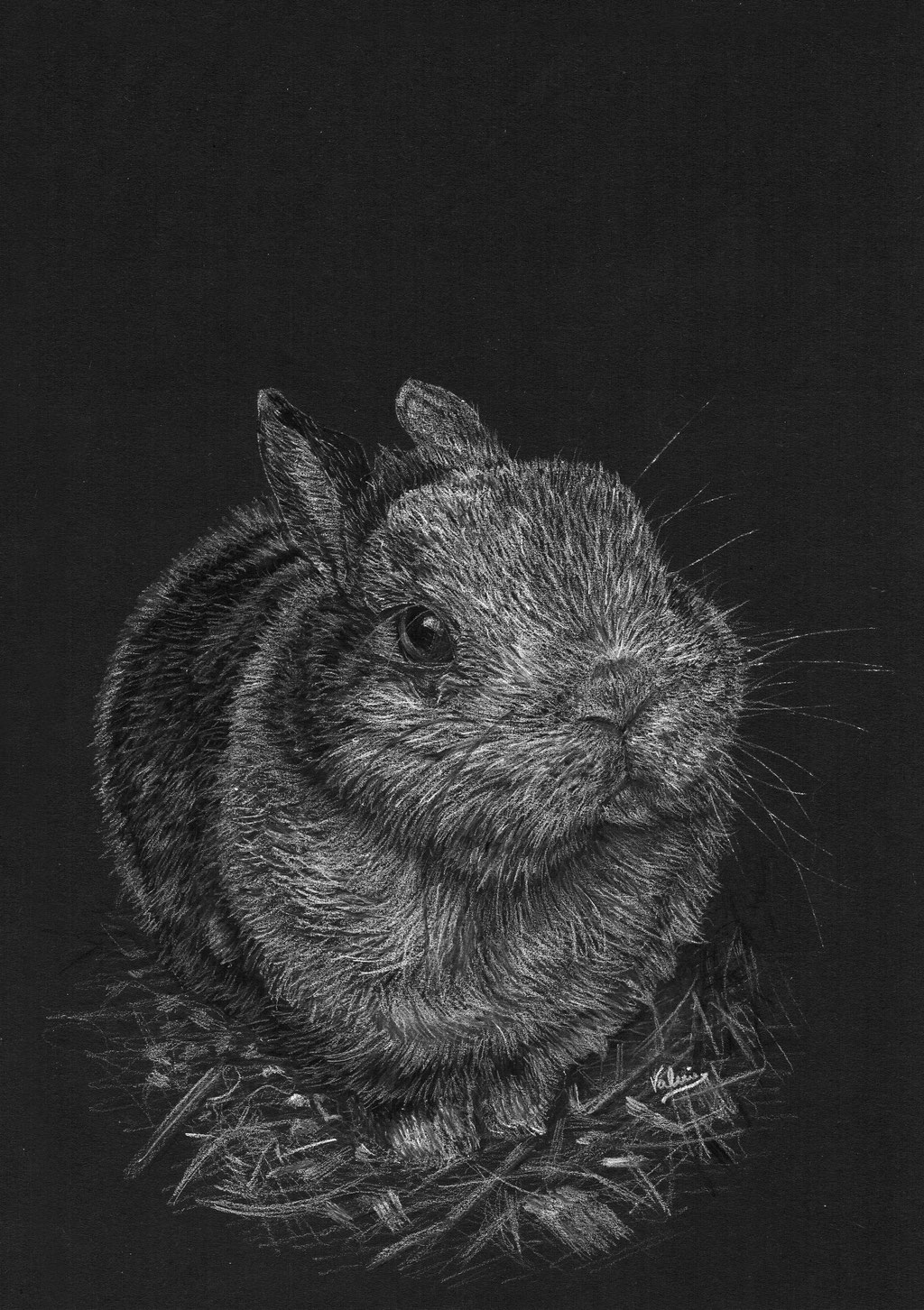 Dierenportret gevlekt konijn in stro: Wit potlood op zwart papier (2016)