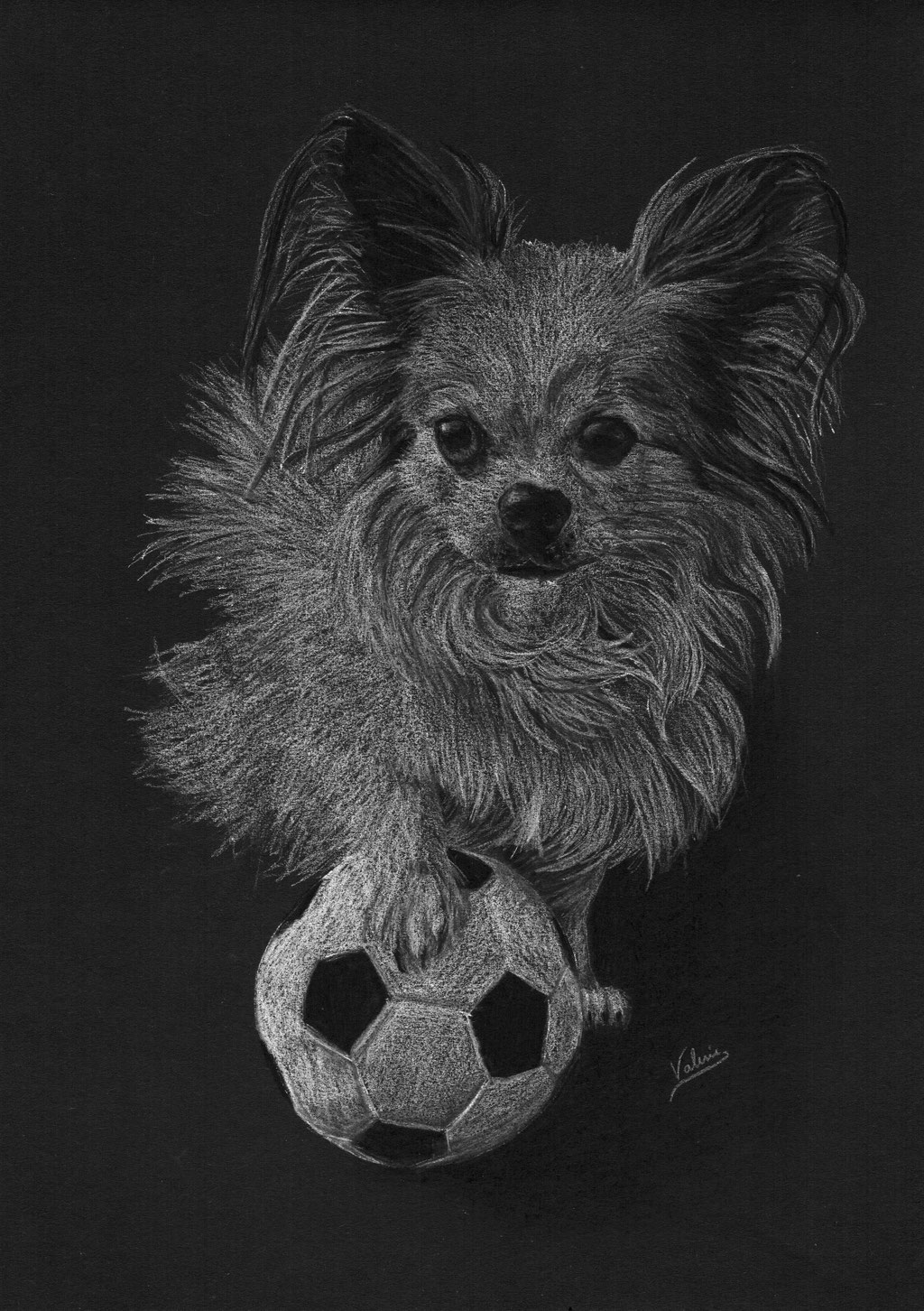 Dierenportret chihuahua met voetbal: Wit potlood en houtskool op zwart papier (2017)