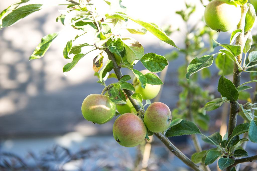 Obst, Obstbaum, Hausbaum kaufen Würzburg