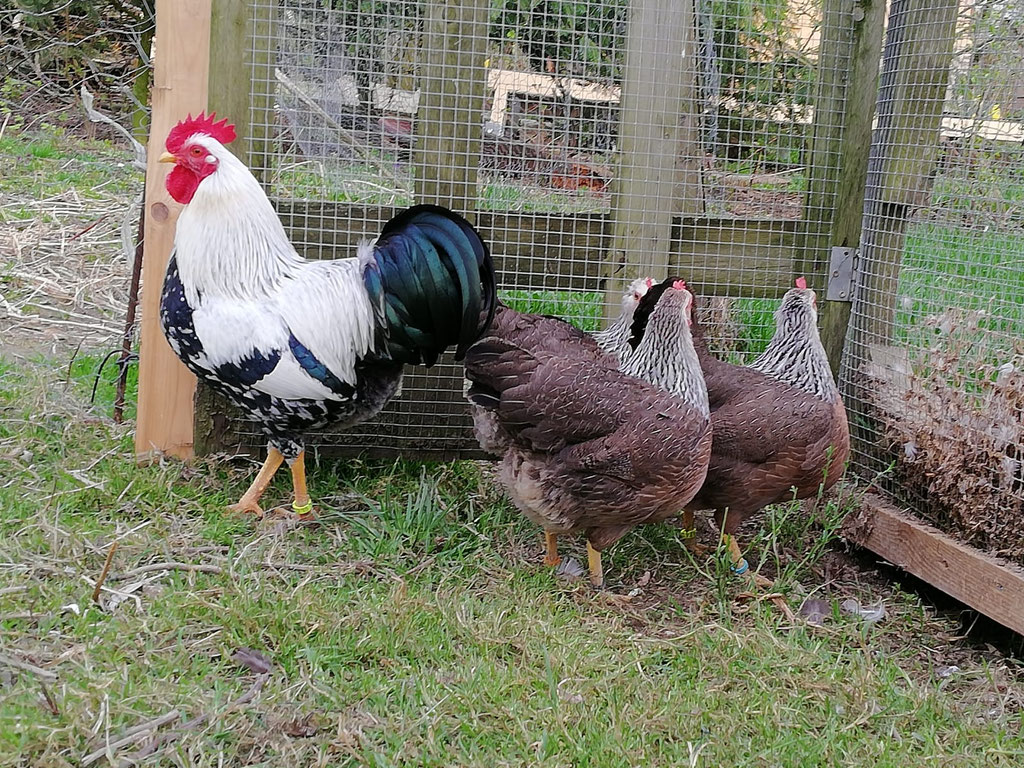 Zwerg Welsumer silberfarbig