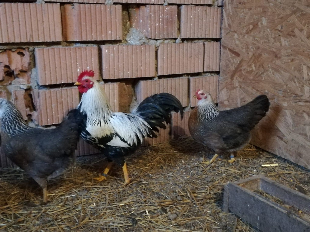 Zwerg Welsumer silberfarbig
