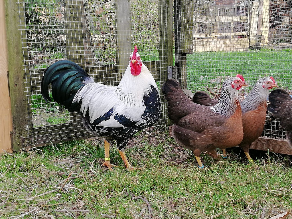 Zwerg Welsumer silberfarbig