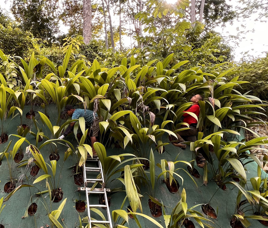 July 2023 - after 12 month the jungle immerses again, so the coquitos - palm gras to stabilise the slope above the access road - need care
