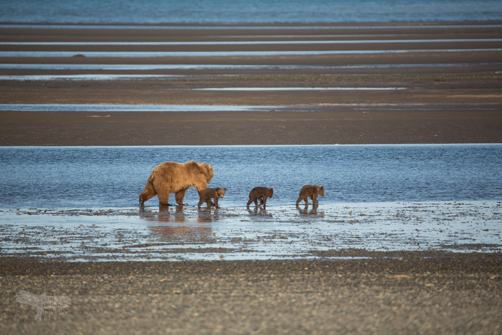 Alaska Grizzly, mother with cubs in tidal zone