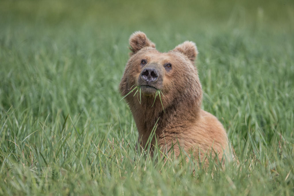 Grizzly eating grass