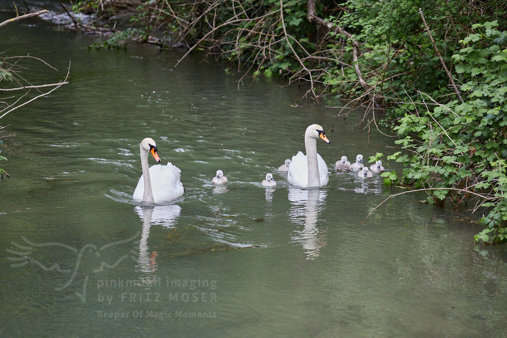 After birth, baby swan: Aarau Philosophenweg