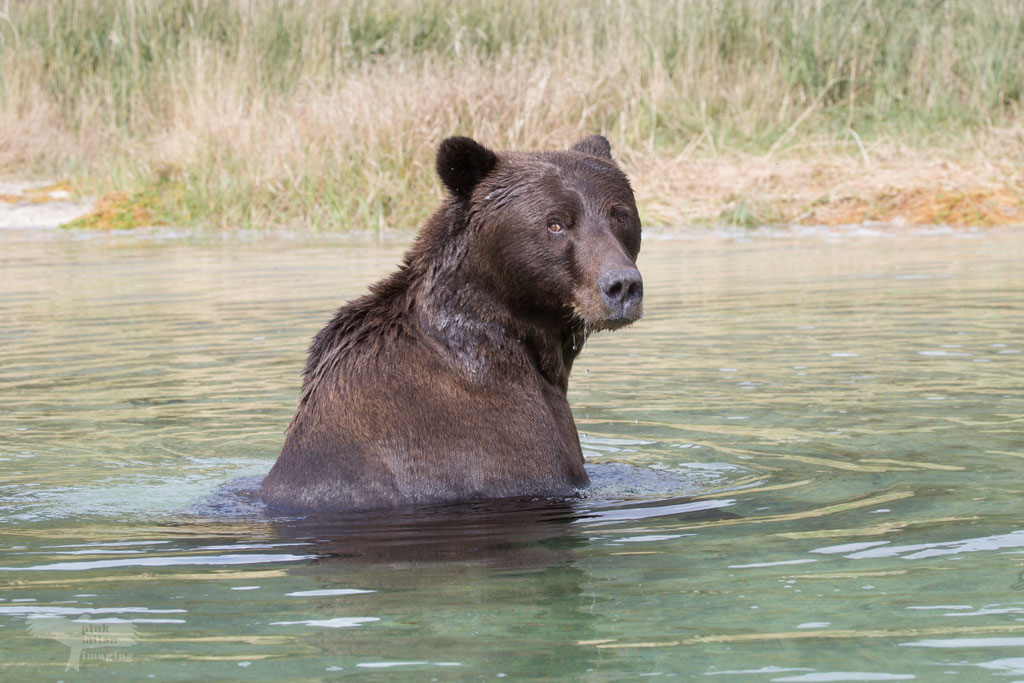 Alaska Grizzly, Katmai National Park