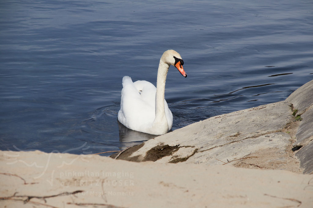 Swan breeding time: Aarau Philosophenweg