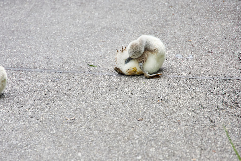 After birth, baby swan: Aarau Philosophenweg