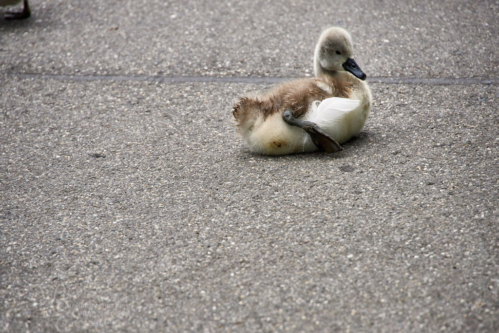 After birth, baby swan: Aarau Philosophenweg