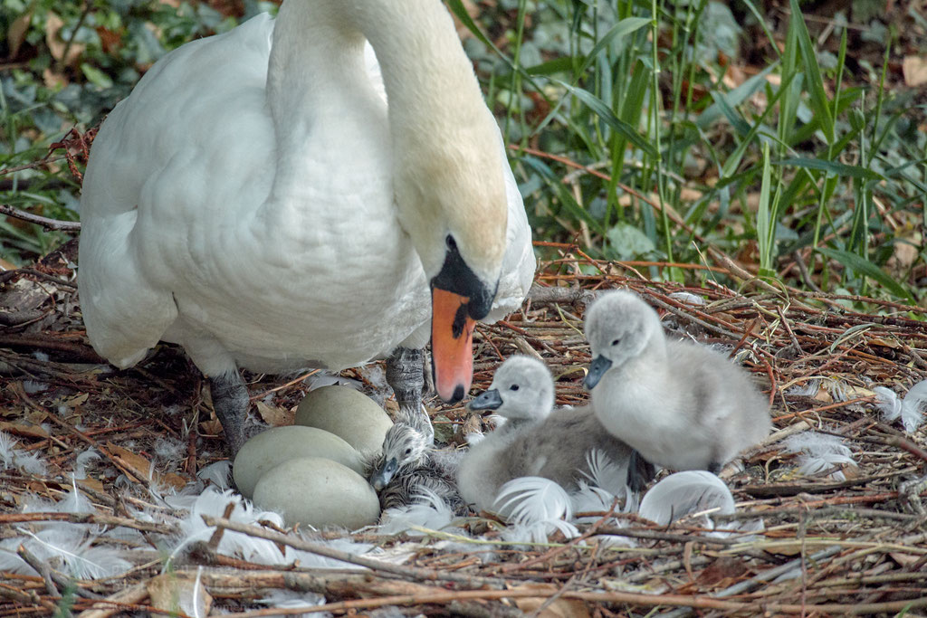 newly  born swan 3-4 minutes out of the egg