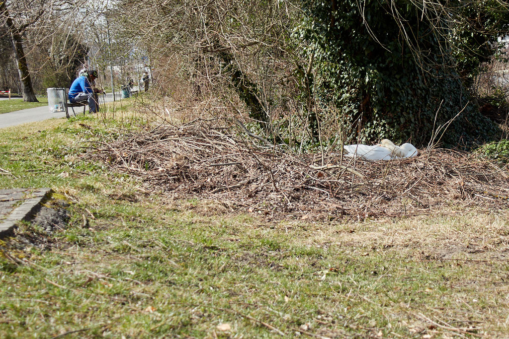 Swan breeding time: Aarau Philosophenweg