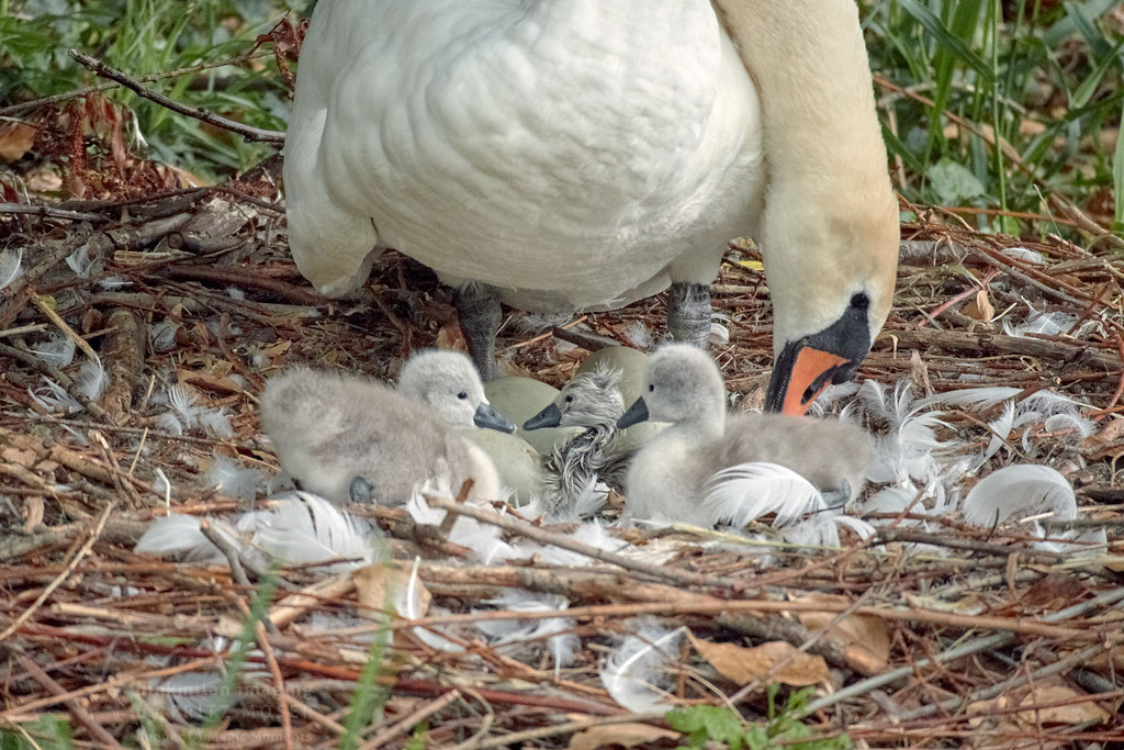 newly  born swan 3-4 minutes out of the egg