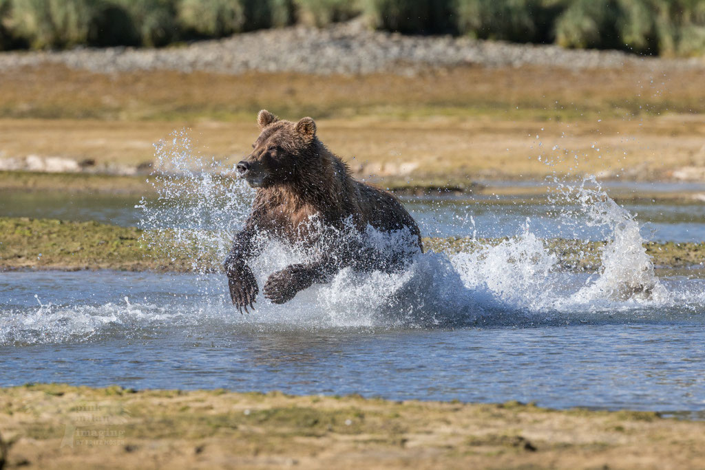 Grizzly chasing for salmon