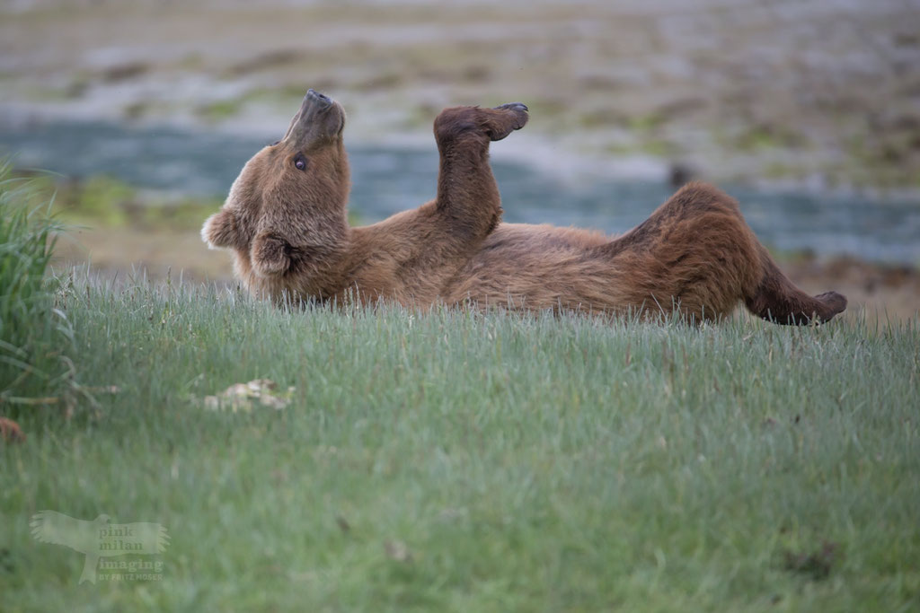 Grizzly doing some exercise