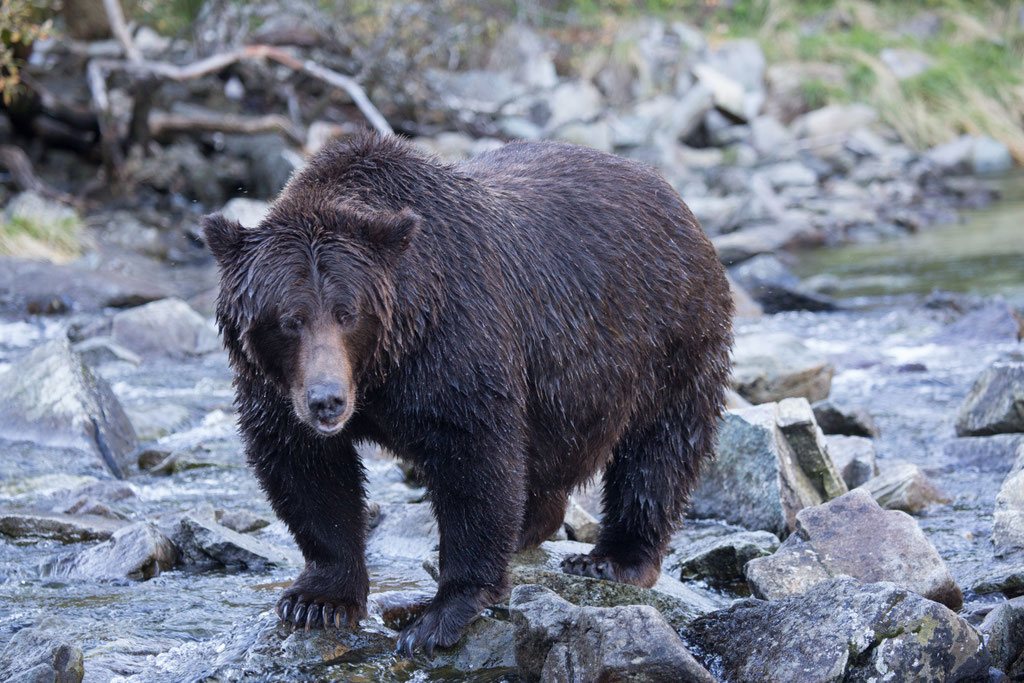 Alaska Grizzly, Katmai National Park