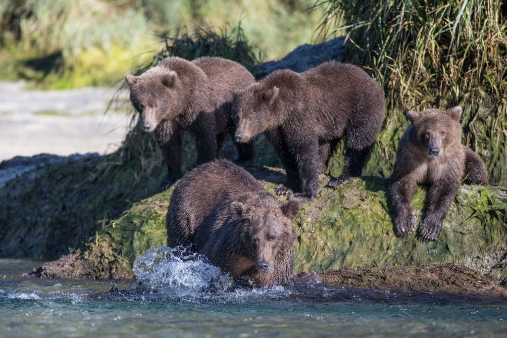 Grizzly cubs at the river bank watching mother fishing