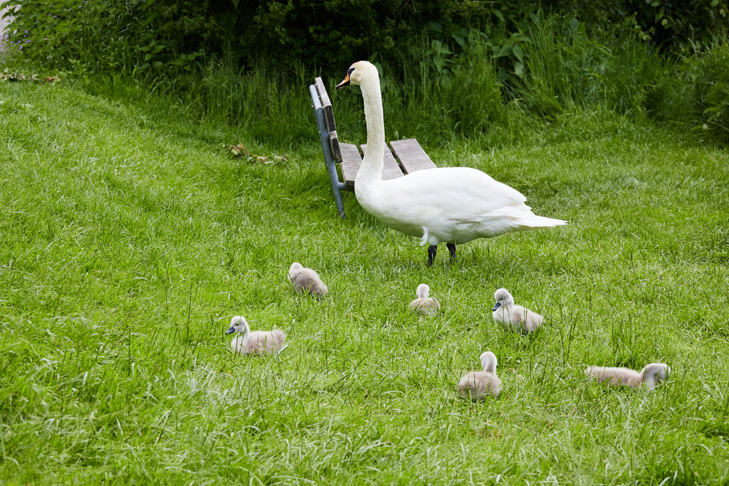 After birth, baby swan: Aarau Philosophenweg