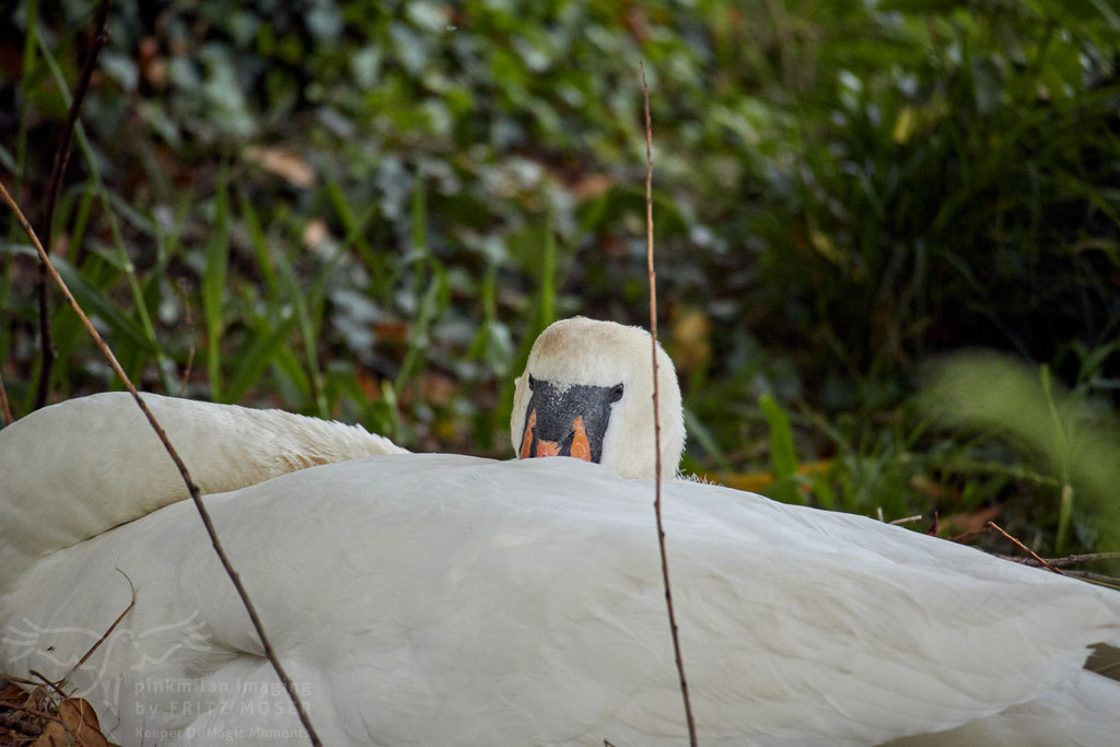 Sleepy mother swan