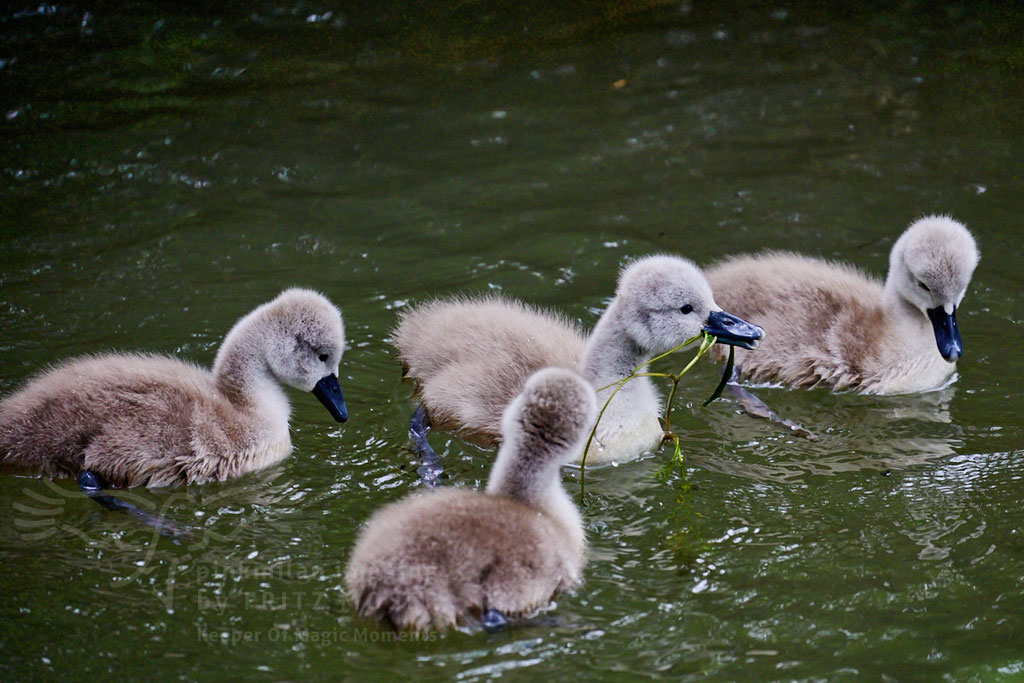 After birth, baby swan: Aarau Philosophenweg