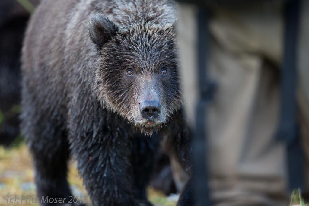 Alaska Grizzly, Katmai National Park