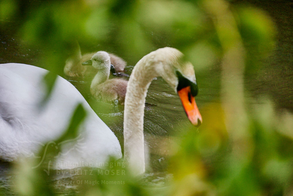 After birth, baby swan: Aarau Philosophenweg