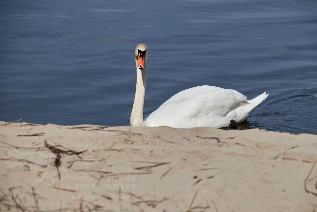 Swan breeding time: Aarau Philosophenweg