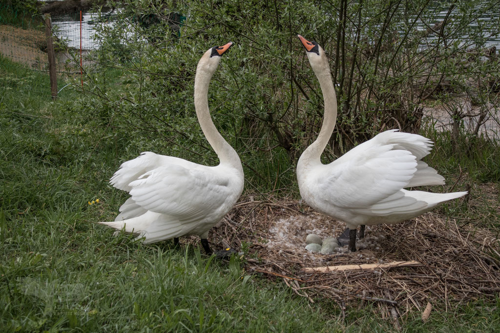 Begrüssung nach  Schwanenart