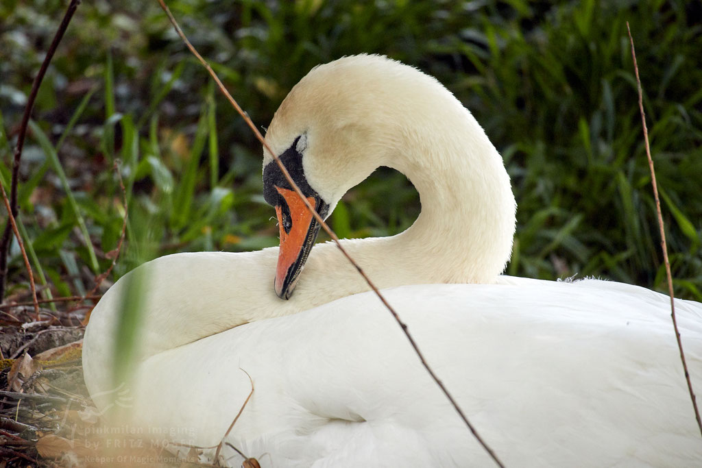 Sleepy mother swan