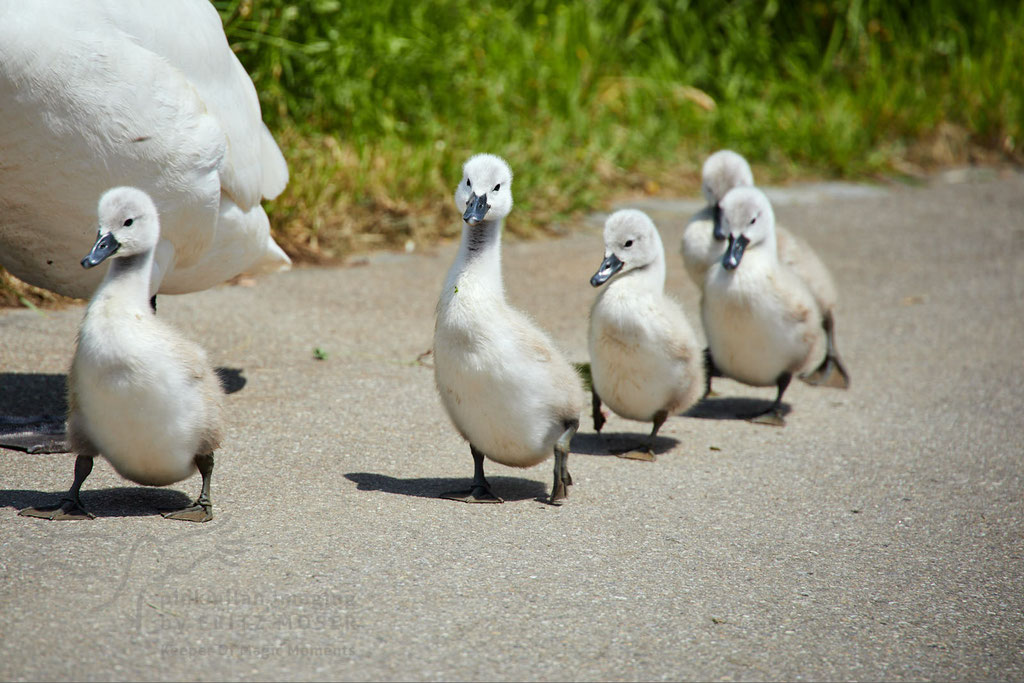 Swan breeding time: Aarau Philosophenweg