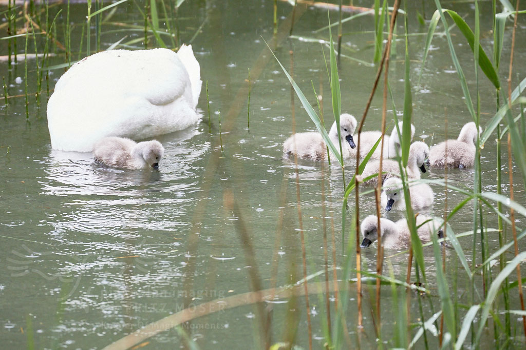 After birth, baby swan: Aarau Philosophenweg