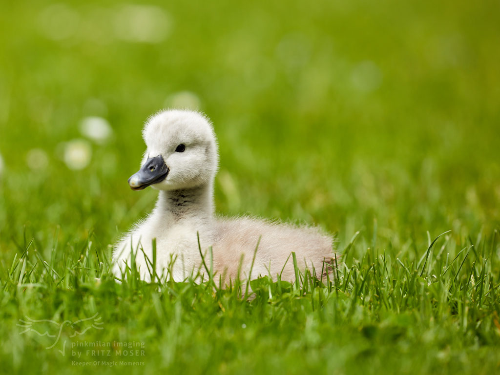 Swan breeding time: Aarau Philosophenweg