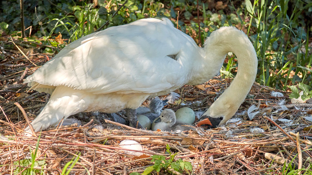 turning the eggs